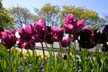 Tulips, Vancouver Gardens