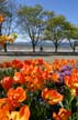 Tulips, Vancouver Gardens