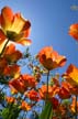 Tulips, Vancouver Gardens