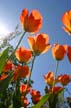 Tulips, Vancouver Gardens