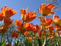 Tulips, Vancouver Gardens