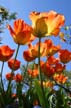 Tulips, Canada Stock Photographs