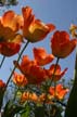 Tulips, Vancouver Gardens