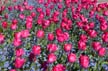 Tulips, Vancouver Gardens