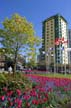 Tulips, Vancouver Gardens