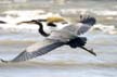 Great Blue Heron, Canada Stock Photographs