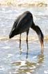 Great Blue Heron, Canada Stock Photographs