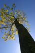 Tree, Canada Stock Photographs