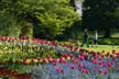 Rose Garden Tulips, Vancouver Gardens