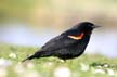 Red-Winged Blackbird, Jericho Beach Park