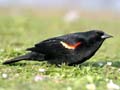 Red-Winged Blackbird, Canada Stock Photographs