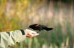 Bird Feeding, Canada Stock Photographs