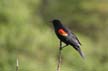 Red-Winged Blackbird, Canada Stock Photographs