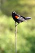 Red-Winged Blackbird, Canada Stock Photographs