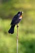 Red-Winged Blackbird, Jericho Beach Park