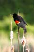 Red-Winged Blackbird, Jericho Beach Park