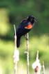 Red-Winged Blackbird, Jericho Beach Park