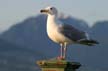 Gull’s Lookout, Jericho Beach