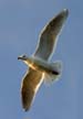 Flying Seagull(s), Wildlife