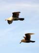 Flying Seagull(s), Wildlife