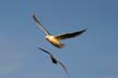 Flying Seagull(s), Wildlife