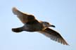 Flying Seagull(s), Wildlife