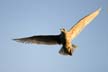 Flying Seagull(s), Wildlife