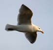 Flying Seagull(s), Wildlife