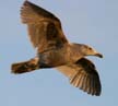 Flying Seagull(s), Wildlife