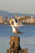 Seagulls, Wildlife