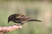 Bird Feeding, Canada Stock Photographs