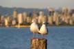 Downtown Skyline, English Bay