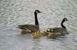 Canadian Geese, Canada Stock Photos