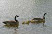 Canadian Geese, Canada Stock Photos