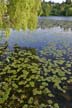 Lilies At Burnaby Lake, Canada Stock Photos