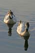 Ducks, Canada Stock Photographs