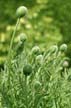 Plants, Canada Stock Photos