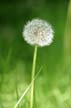 Plants, Canada Stock Photos