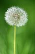 Plants, Canada Stock Photos