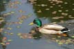 Baby Ducks, Canada Stock Photographs