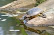 Wildlife Pictures, Canada Stock Photos