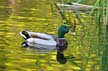 Mallard Duck, Canada Stock Photos