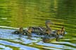 Birds, Canada Stock Photos