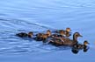 Birds, Canada Stock Photos