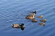 Birds, Canada Stock Photos