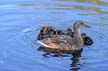 Birds, Canada Stock Photos