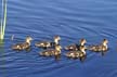 Baby Ducks, Canada Stock Photographs