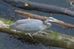 Great Blue Heron, Canada Stock Photos