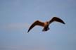 Flying Seagull(s), Canada Wildlife