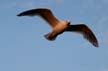 Flying Seagull(s), Canada Wildlife